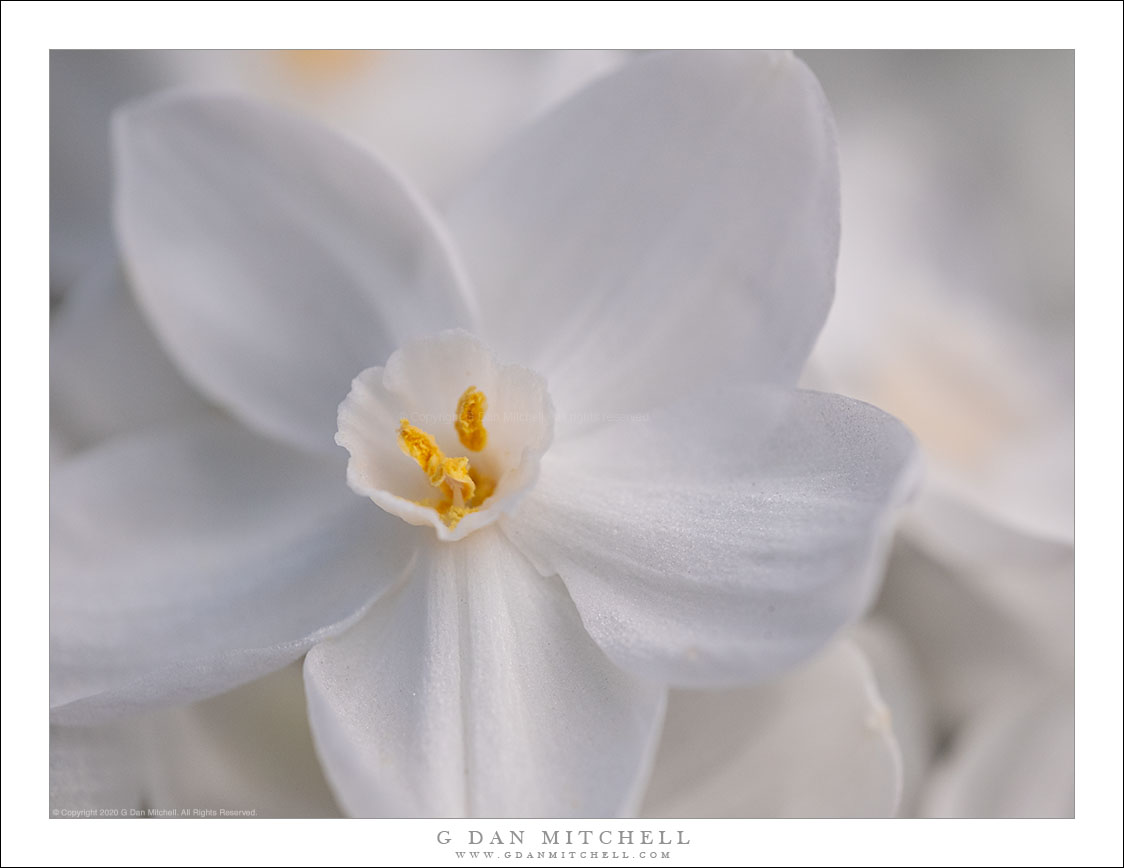 Narcissus Flower