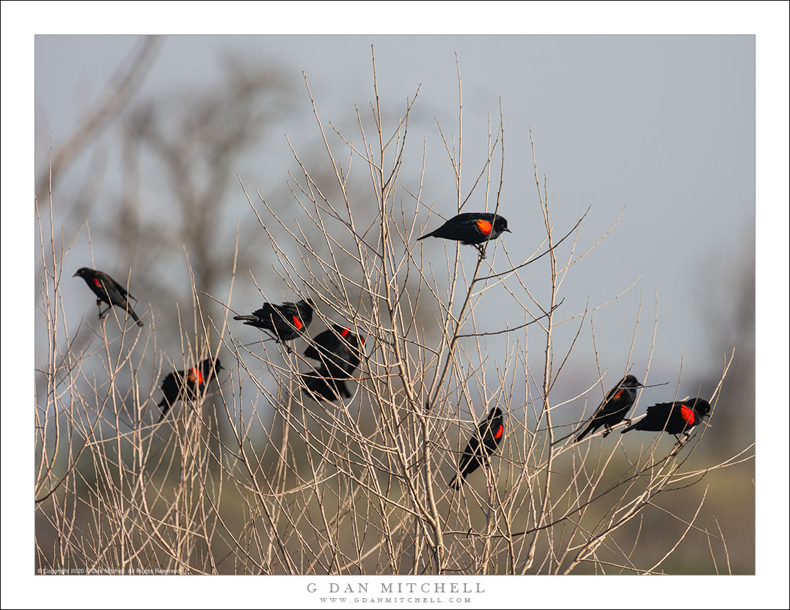 Red-Winged Blackbirds