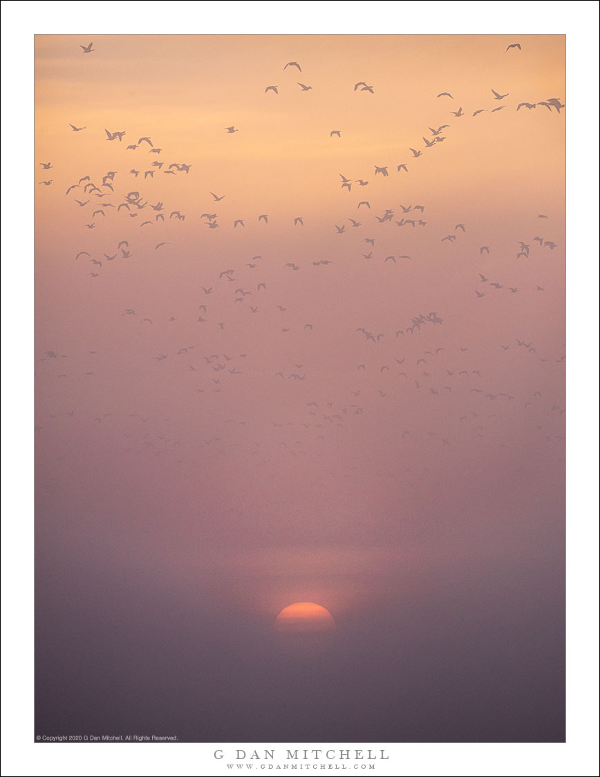 Sunrise, Fog, And Birds