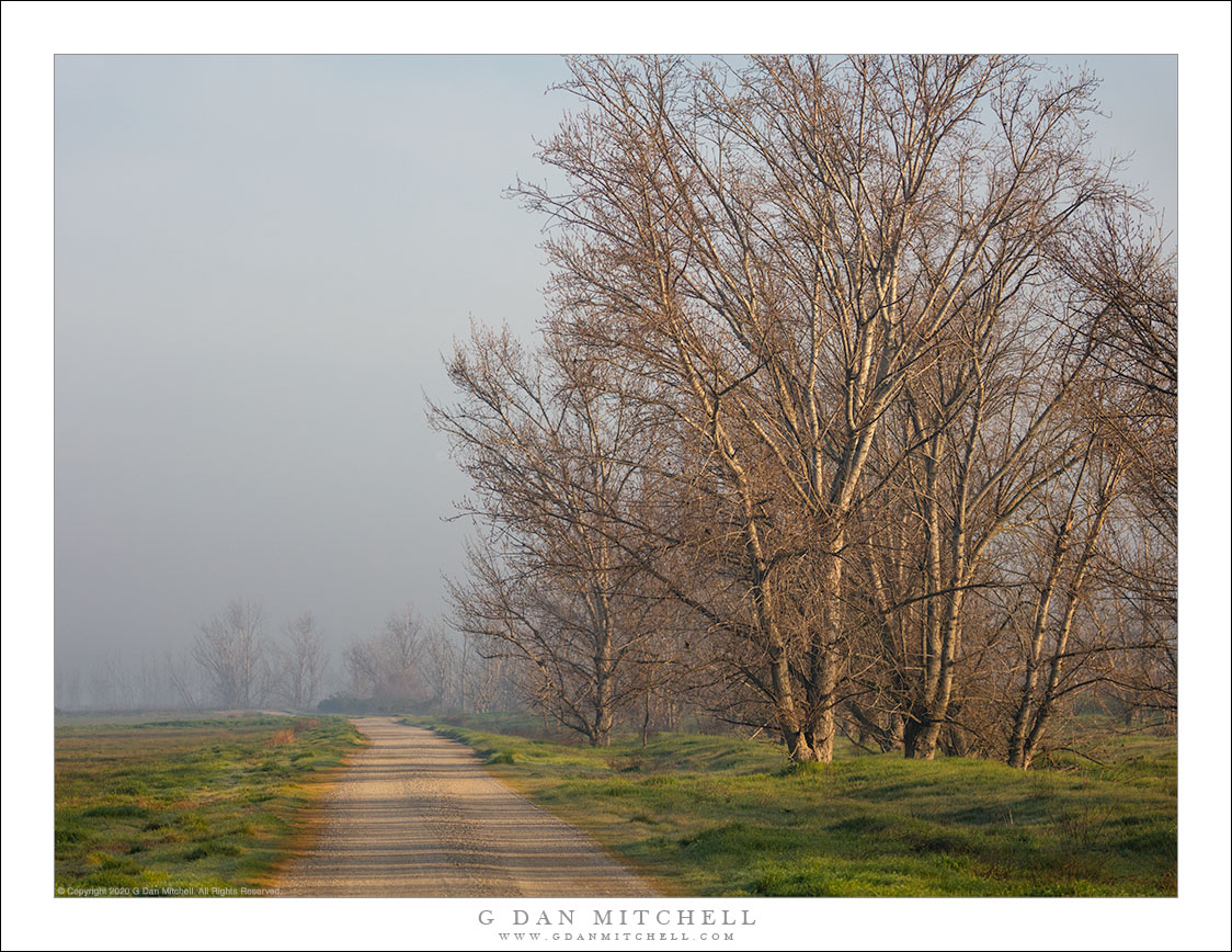 Trees, New Grass, Tule Fog