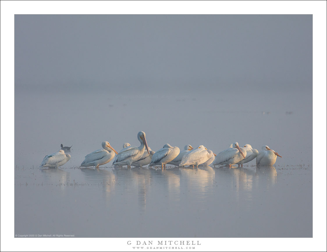 White Pelicans, Fog