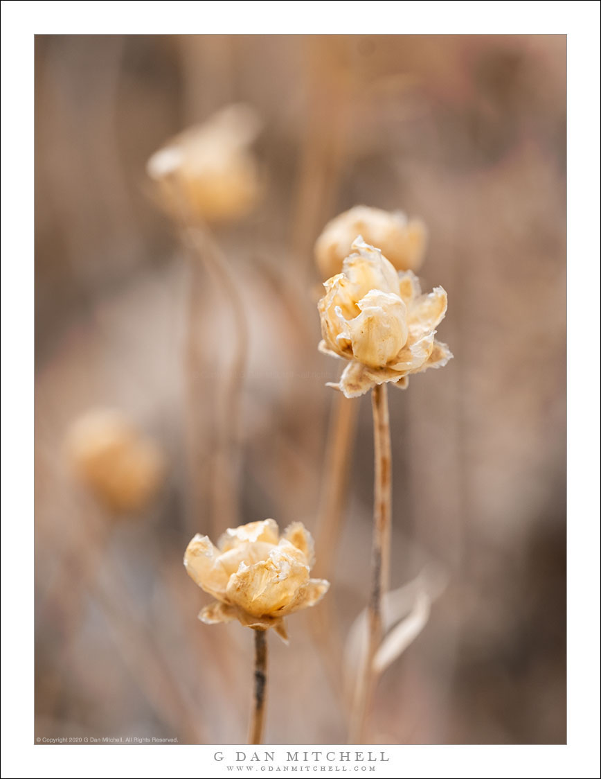 Winter Desert Flowers