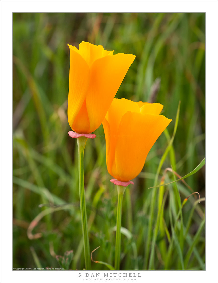 California Golden Poppies