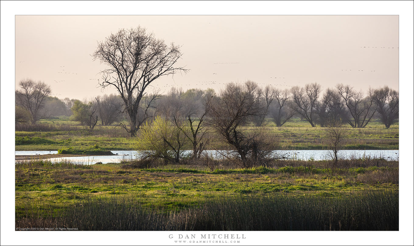 Clearing Fog, Late-Winter Grasslands