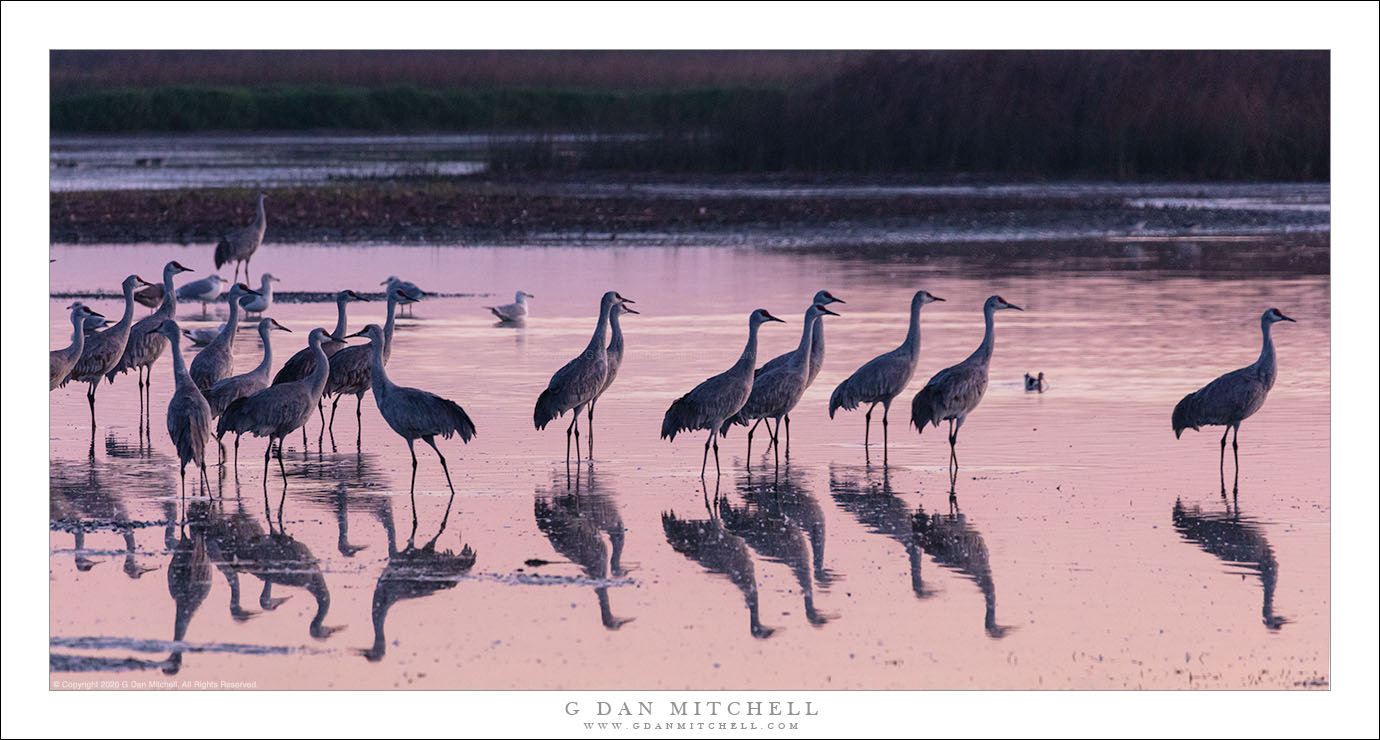 Cranes Before Dawn