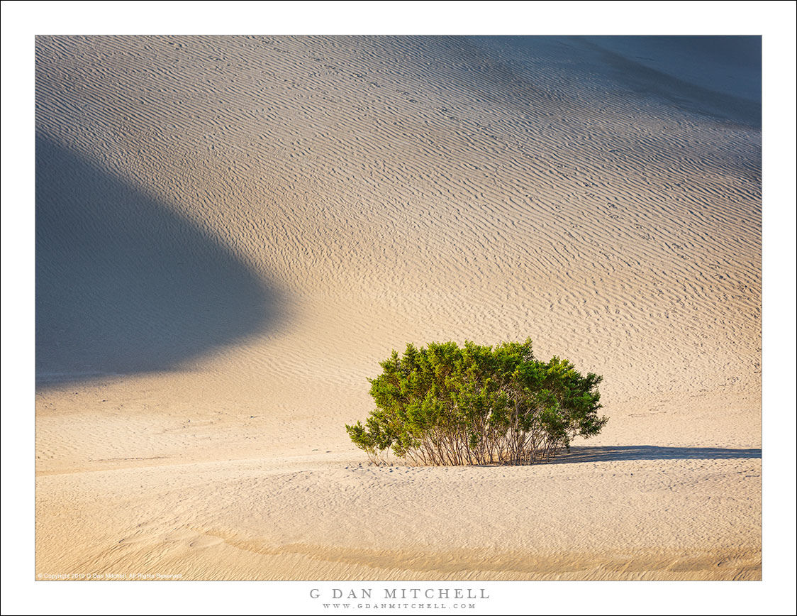 Creosote, Dunes, Shadows