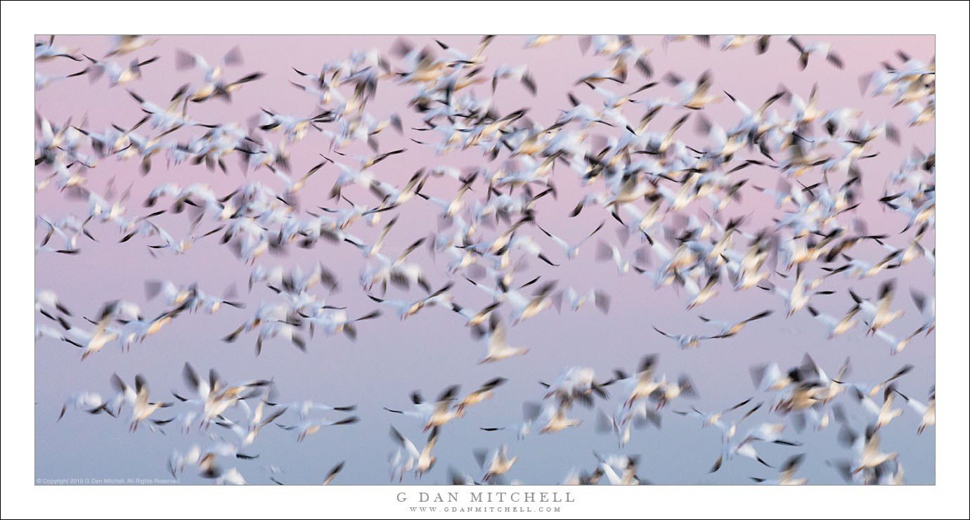 Flock In Motion