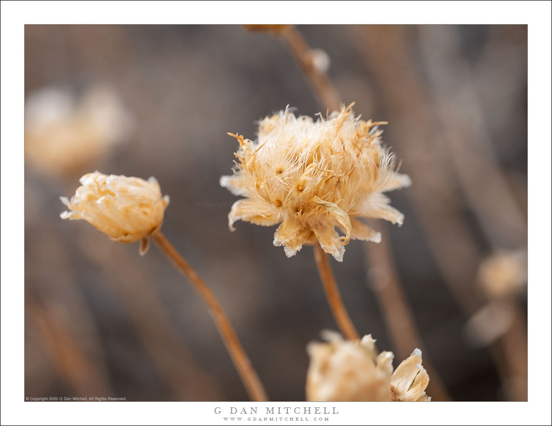 Dry Panamint Flowers