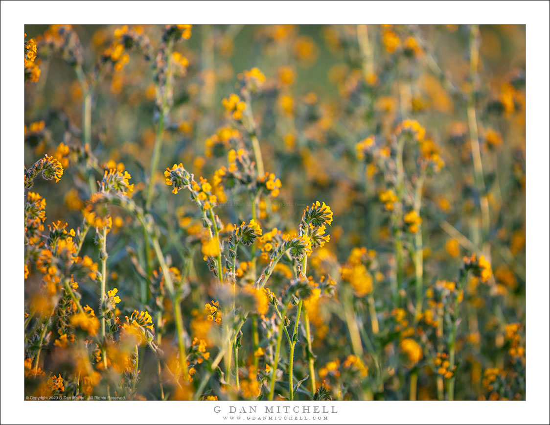 Field of Fiddleneck Flowers