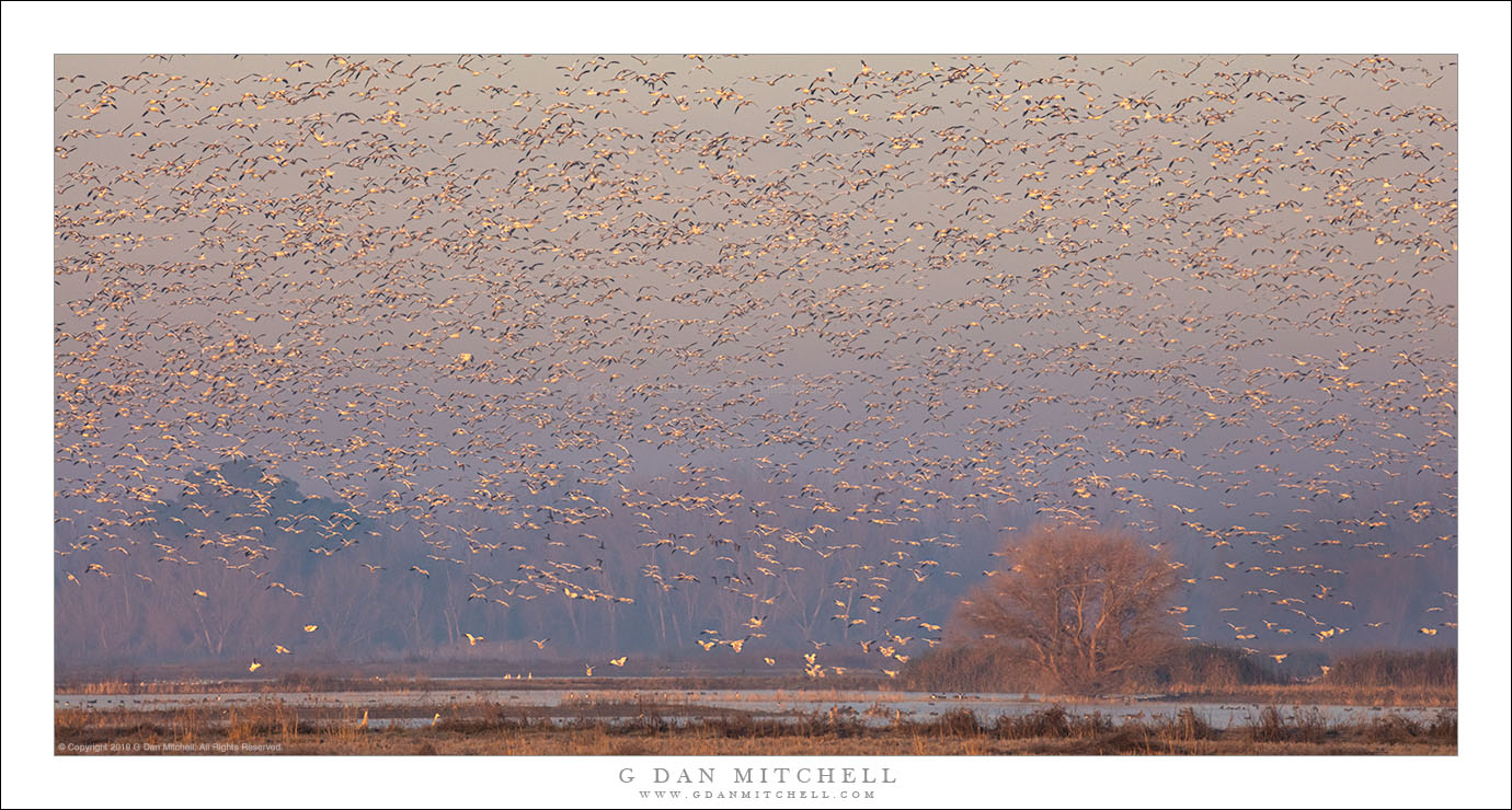 Goose Storm