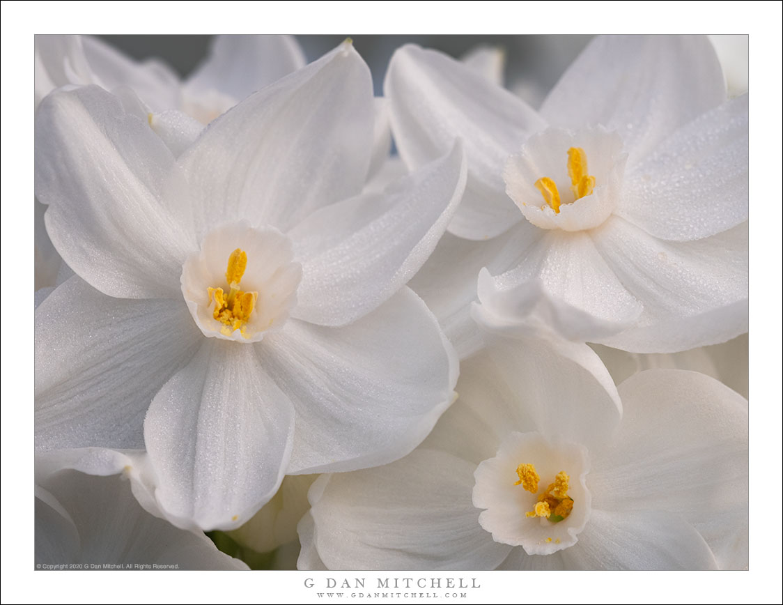 Narcissus Flowers