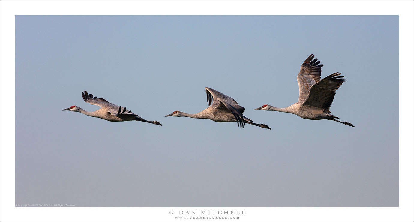 Three Cranes, Winter Sky