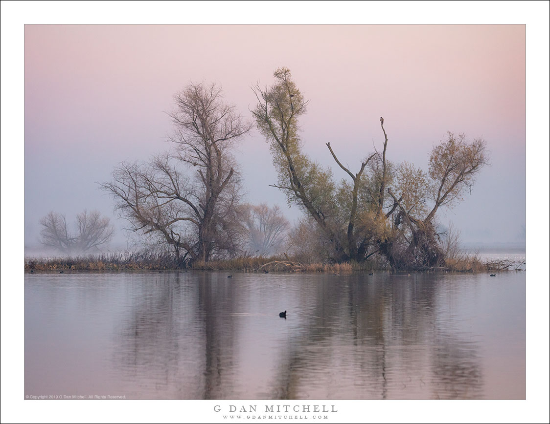 Wetland Trees, Dawn Fog