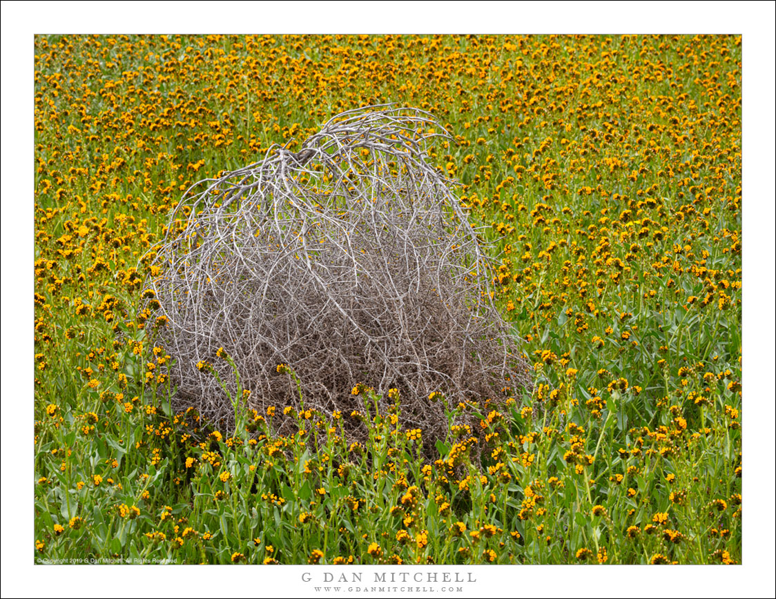 Tumbleweed Among The Wildflowers G Dan Mitchell Photography 