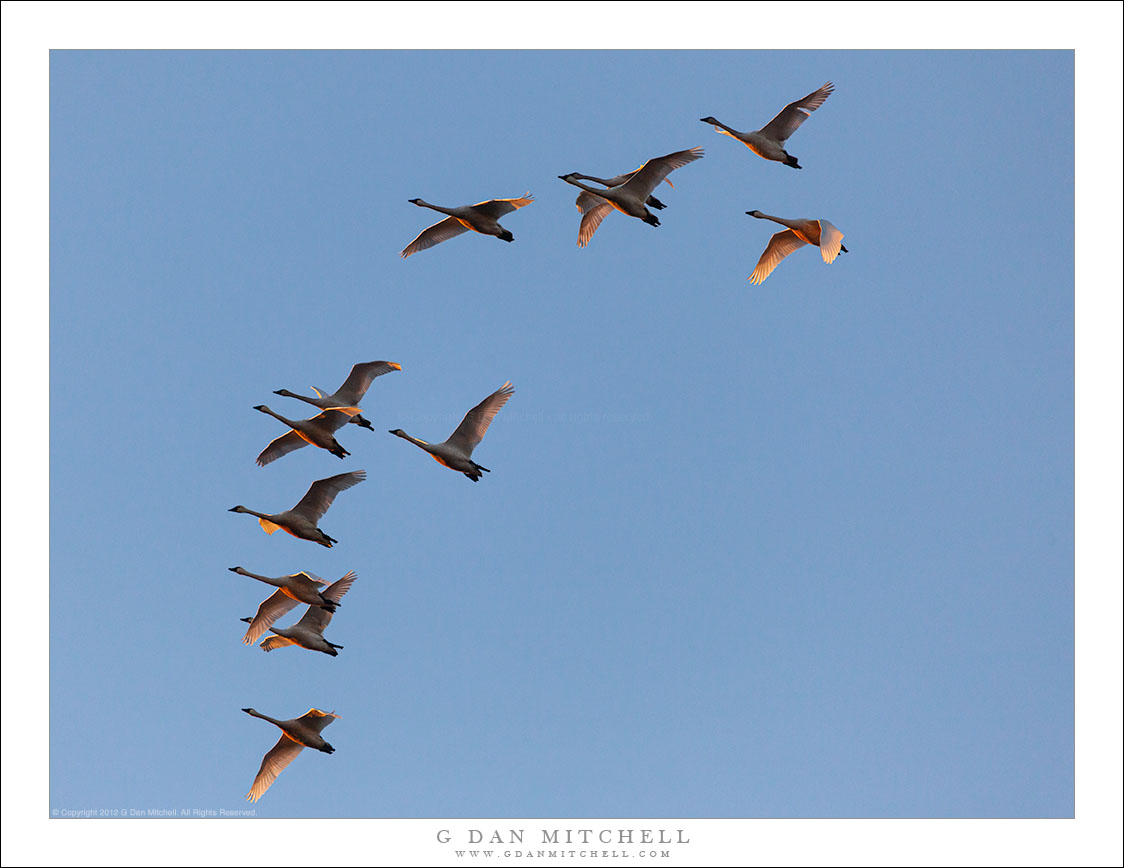 Cranes, Sunrise Light