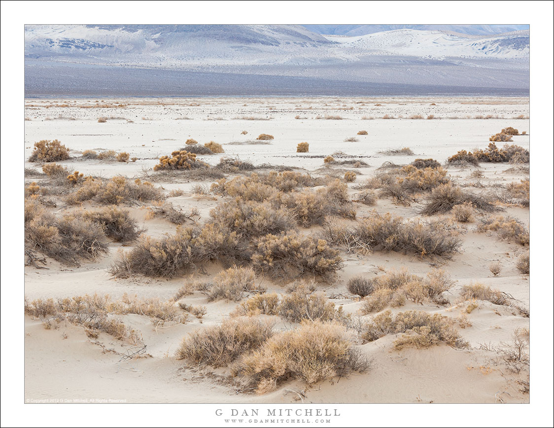 Winter Desert Evening