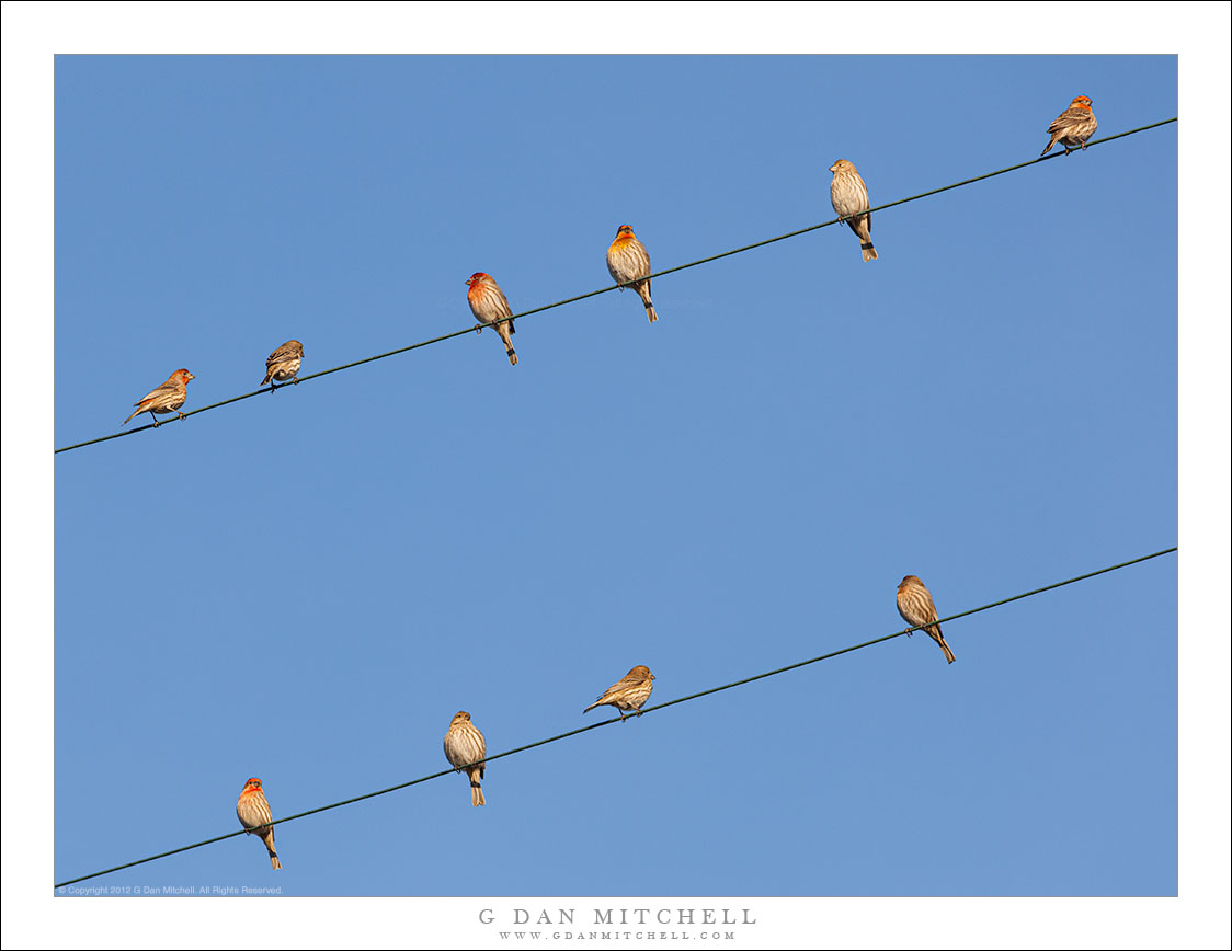 Perching Finches