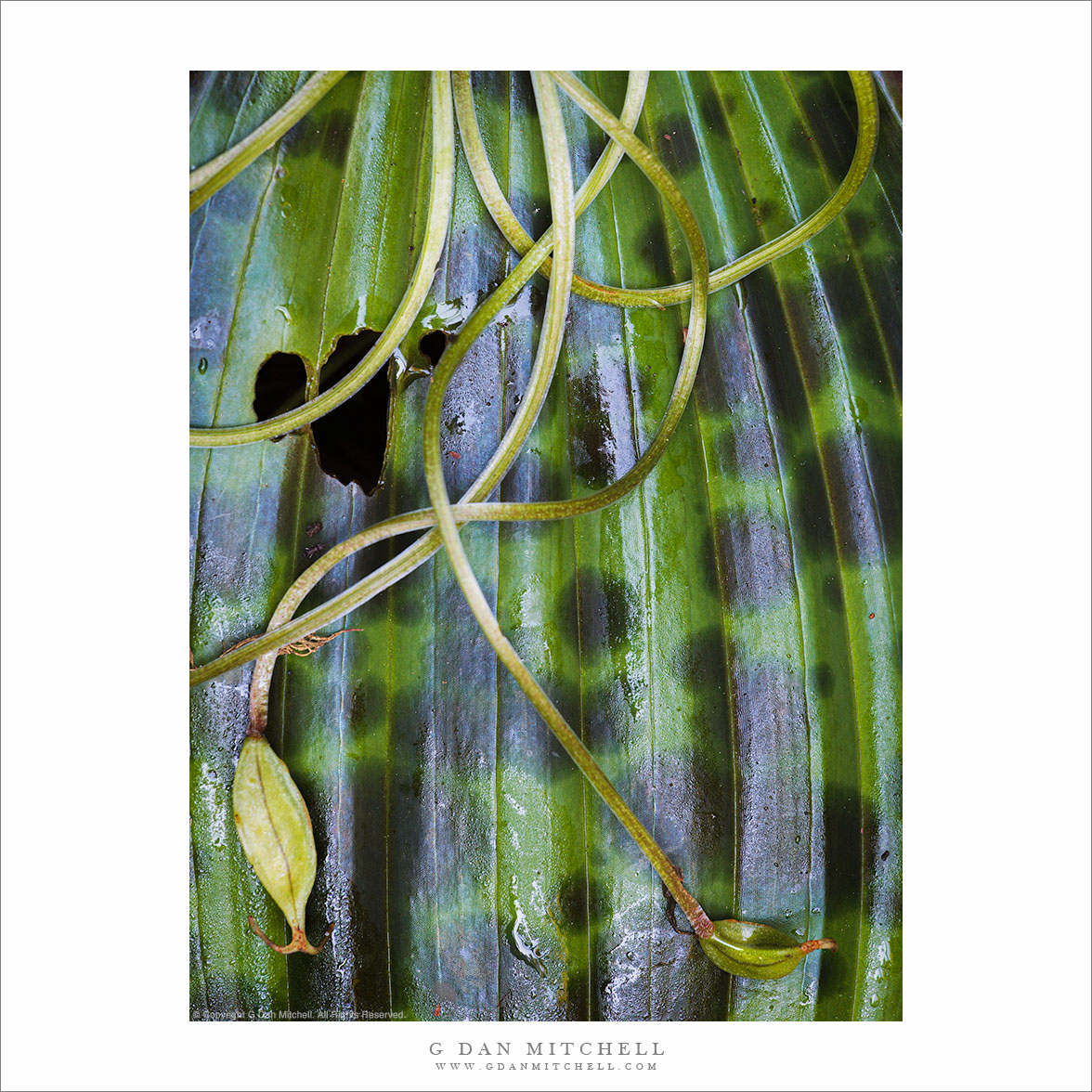 Redwood Forest Plants