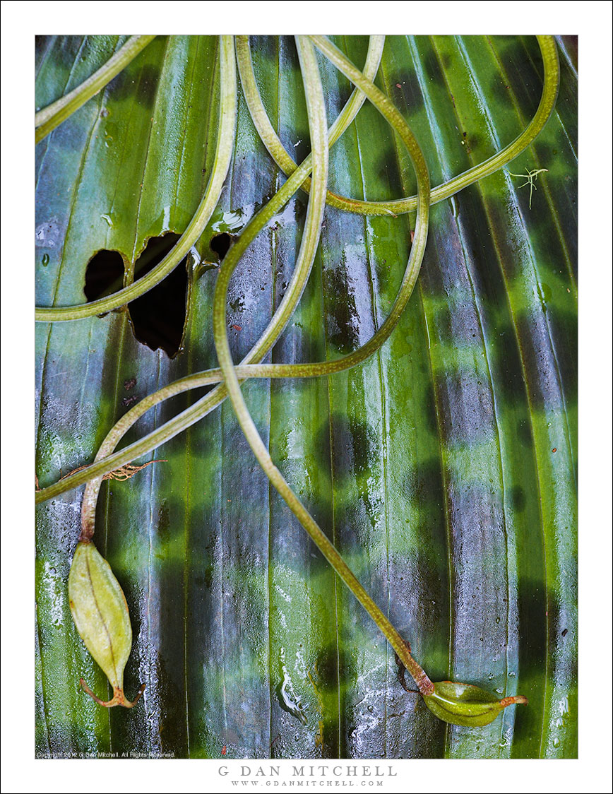 Redwood Forest Plants