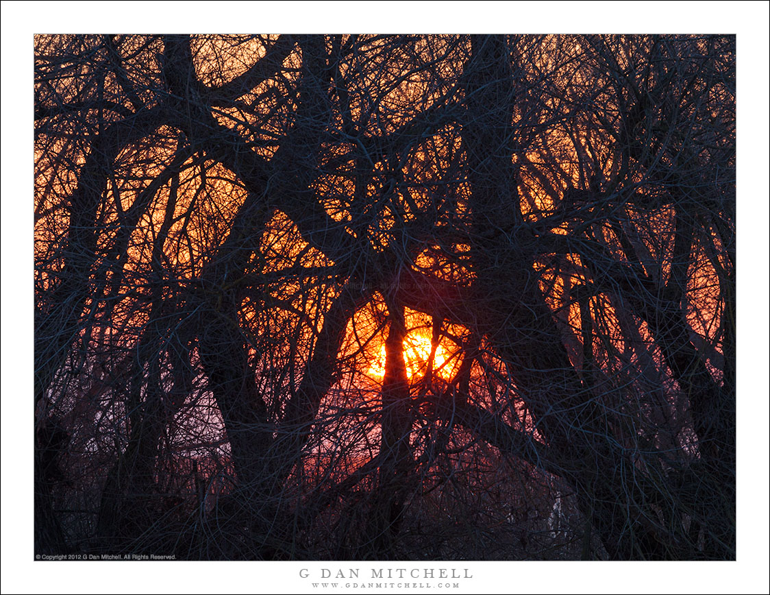 Sunset Through the Copse