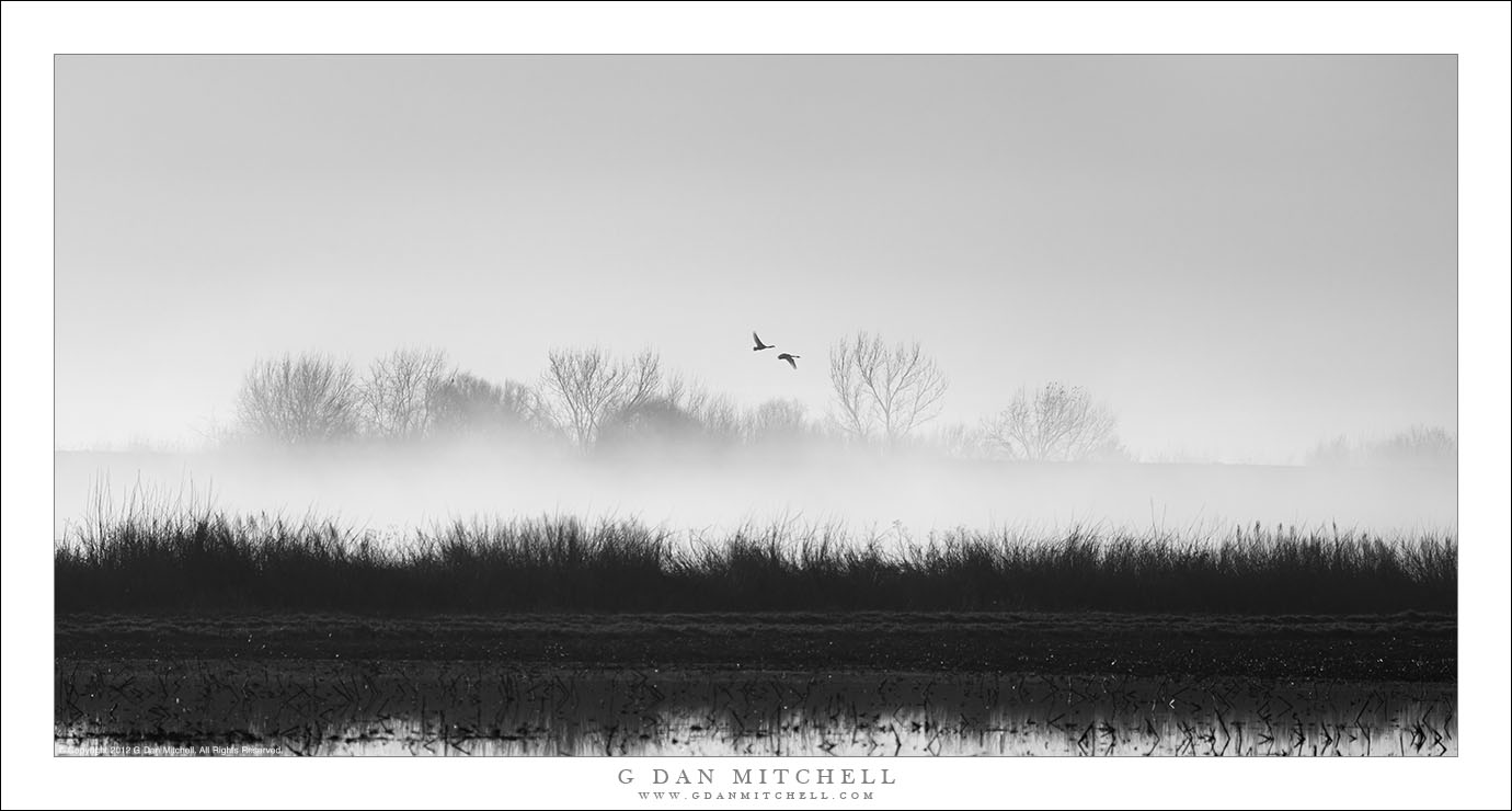 Wetlands, Winter Fog