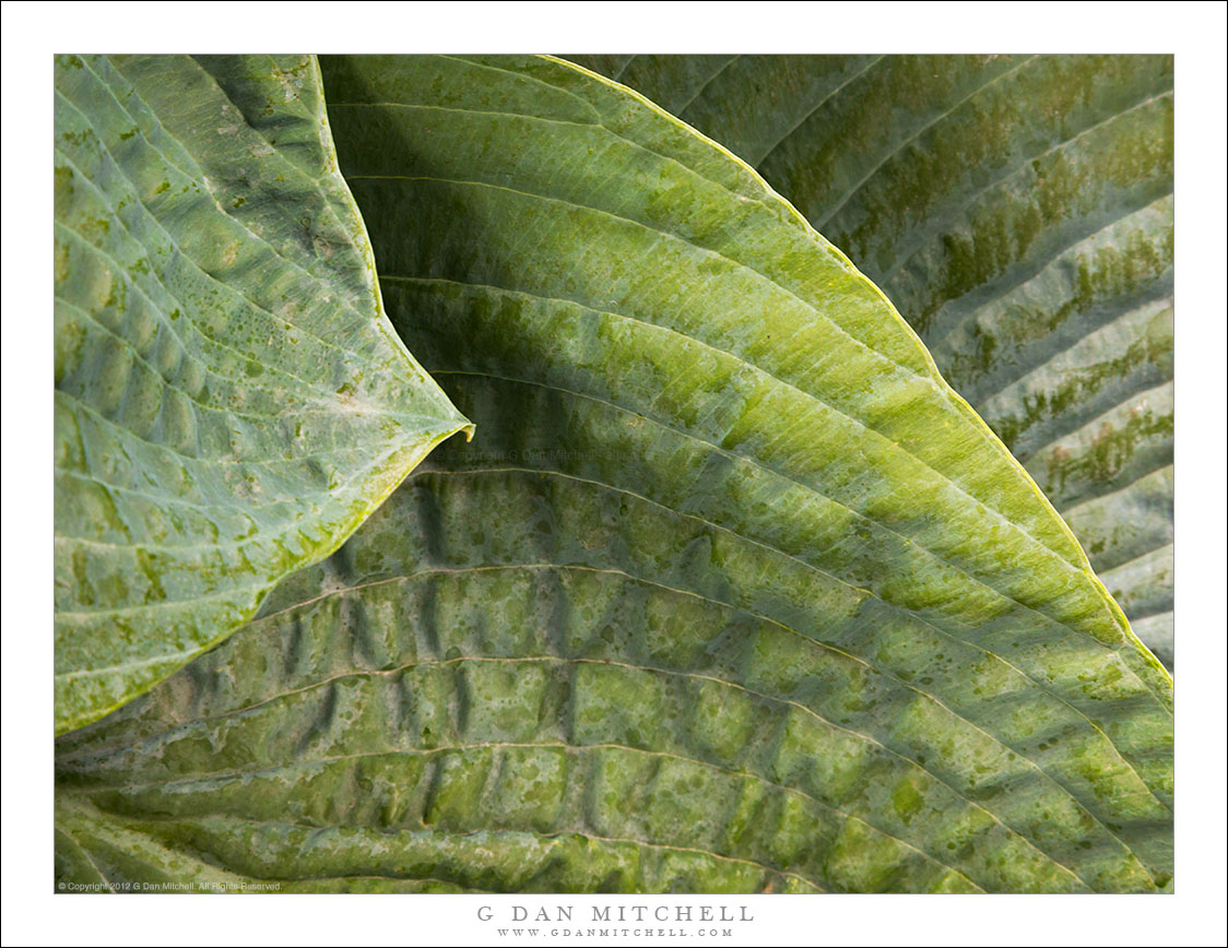 Leaves in Shade