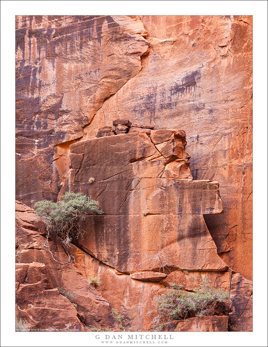 Fractured Sandstone Cliff, Plants