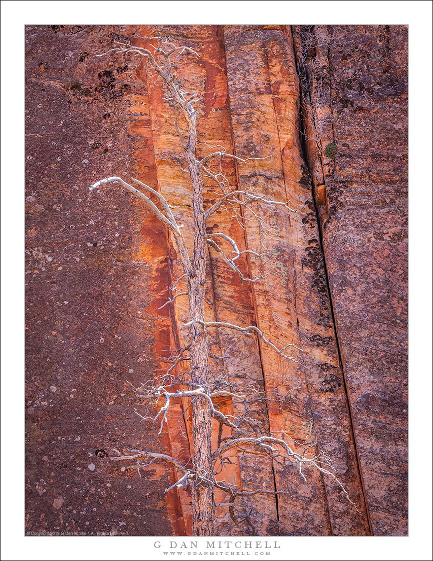 Snag, Red Rock