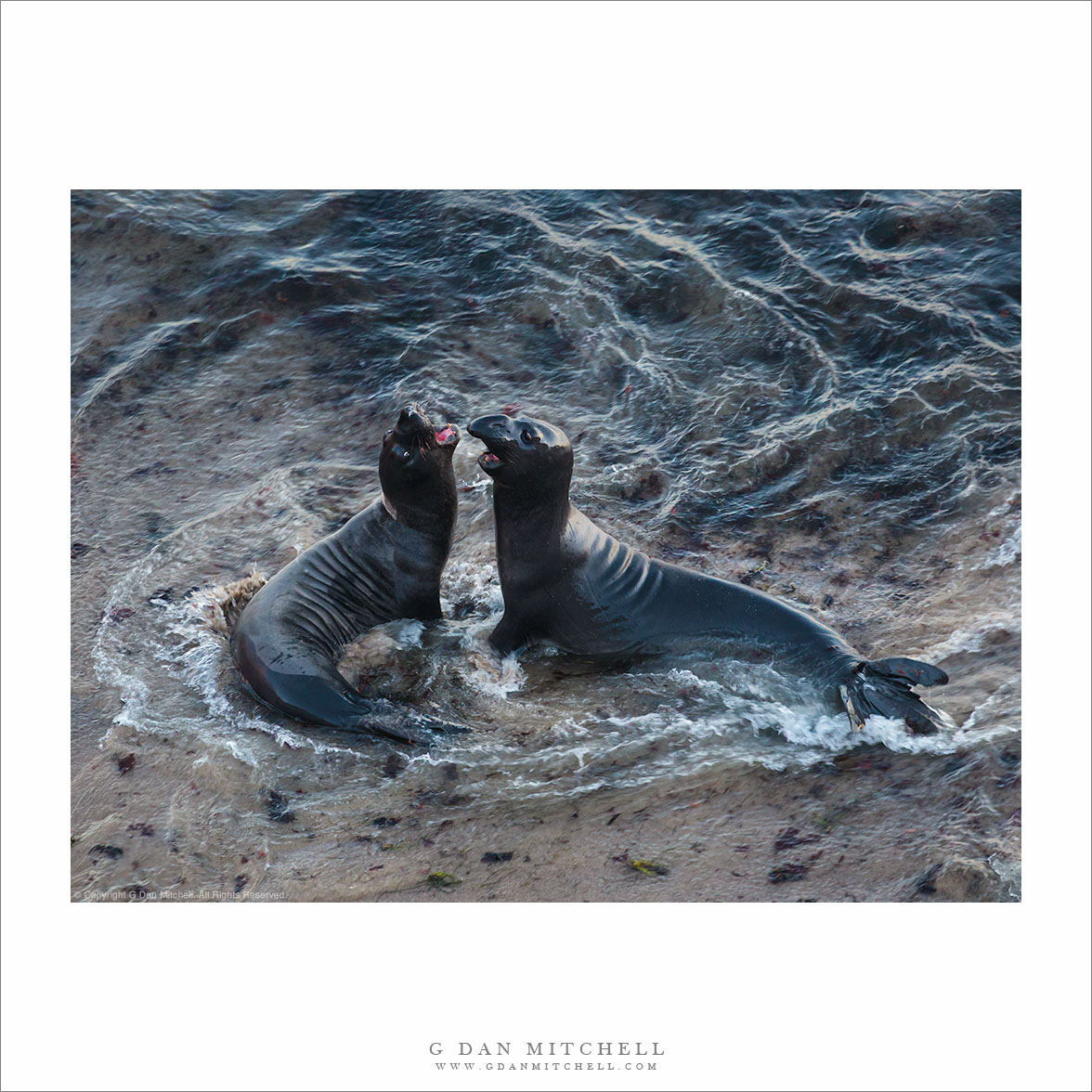 Elephant Seals in Surf