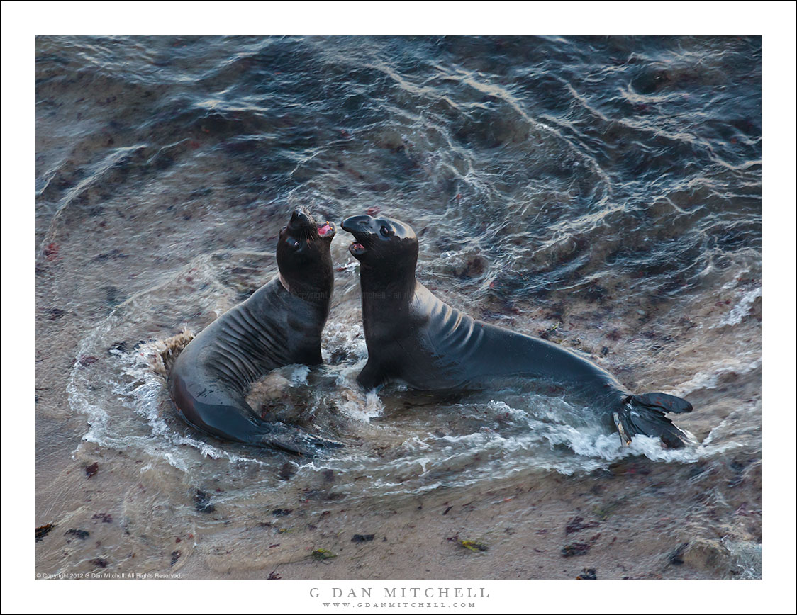 Elephant Seals in Surf