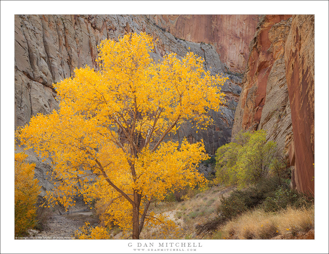 Autumn in the Canyon