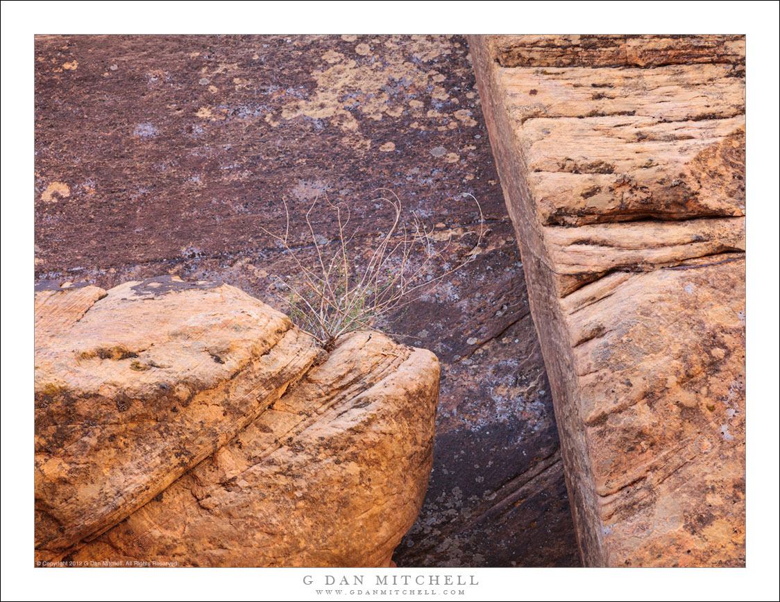 Dormant Plant, Fractured Rock