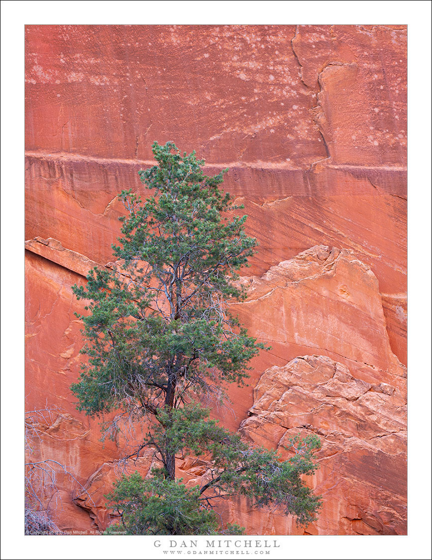 Tree and Sandstone Cliff