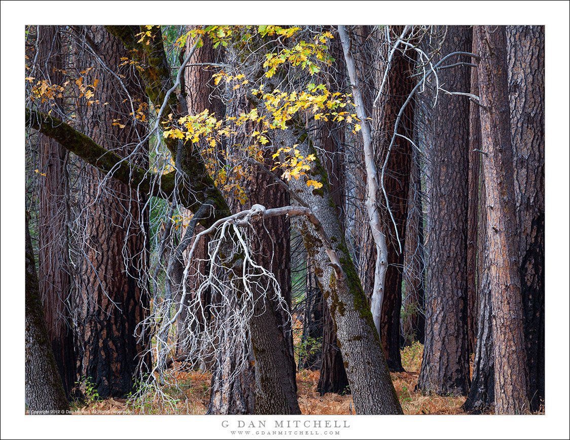 Autumn Forest