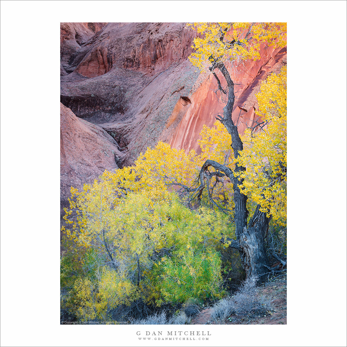 Autumn Cottonwood, Canyon Walls