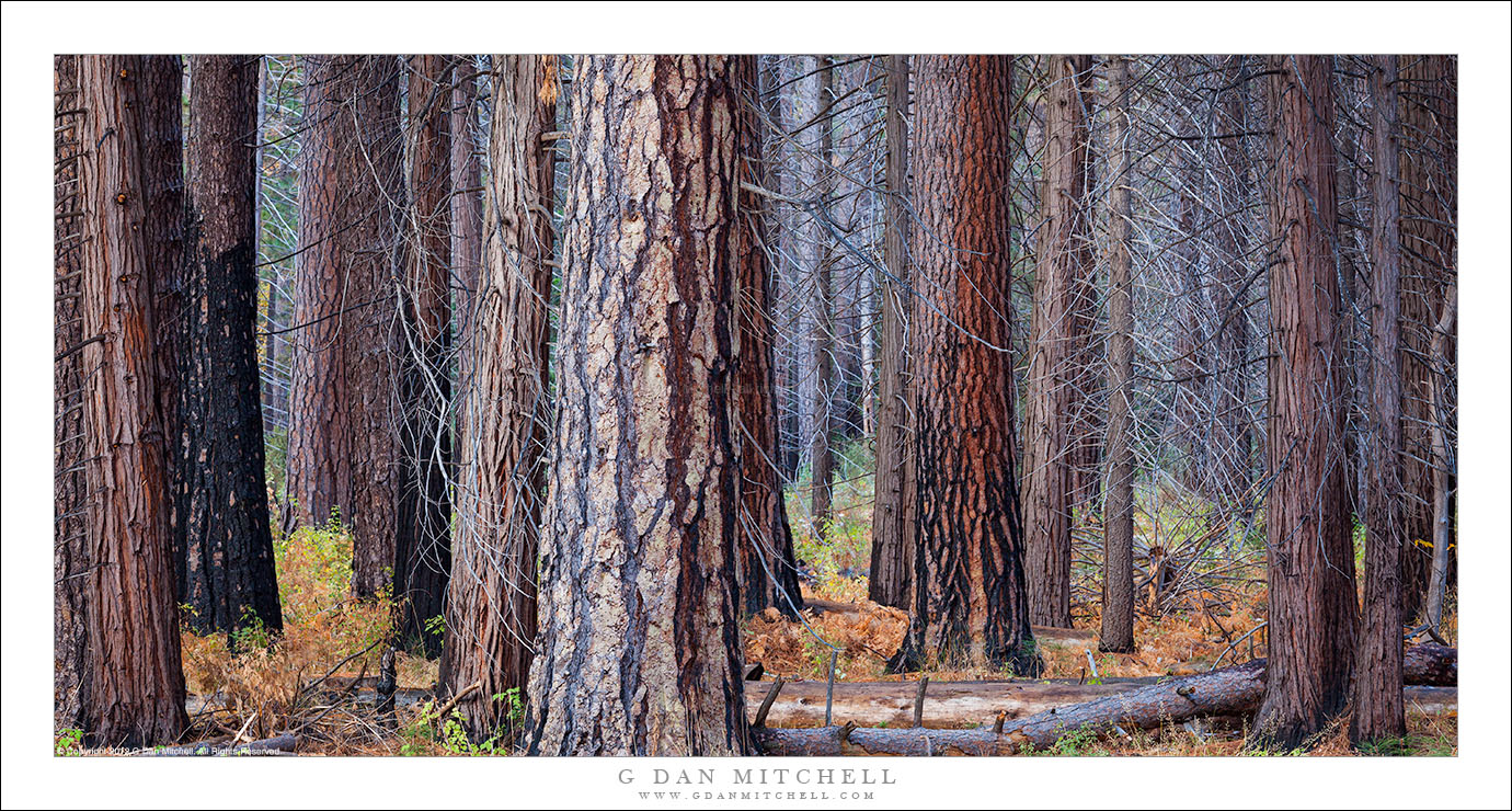 A Forest After Fire