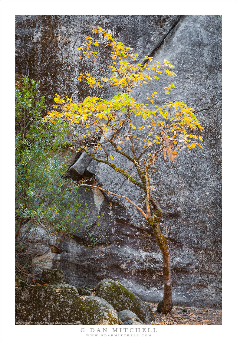 Oak and Granite, Autumn