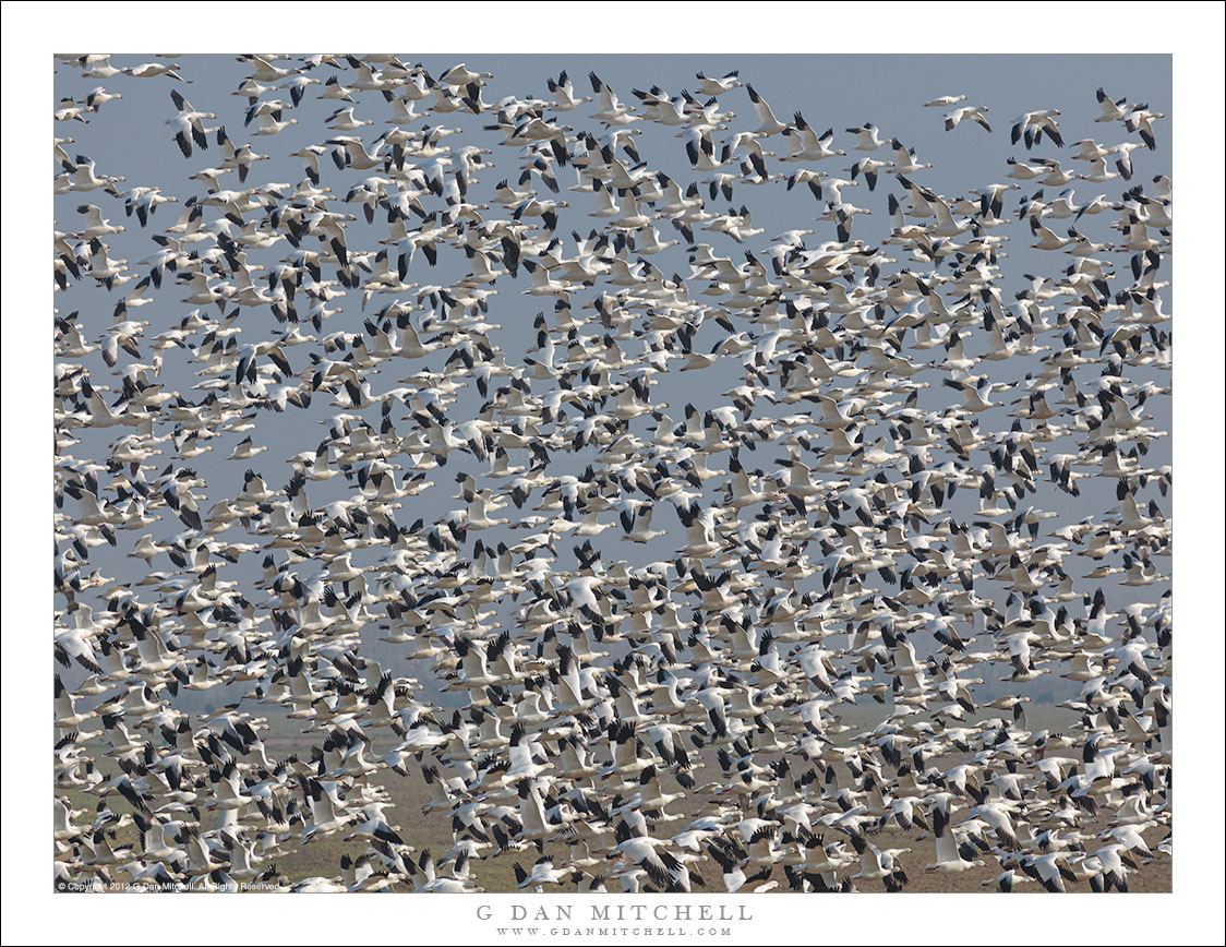 Ross's Geese in Flight