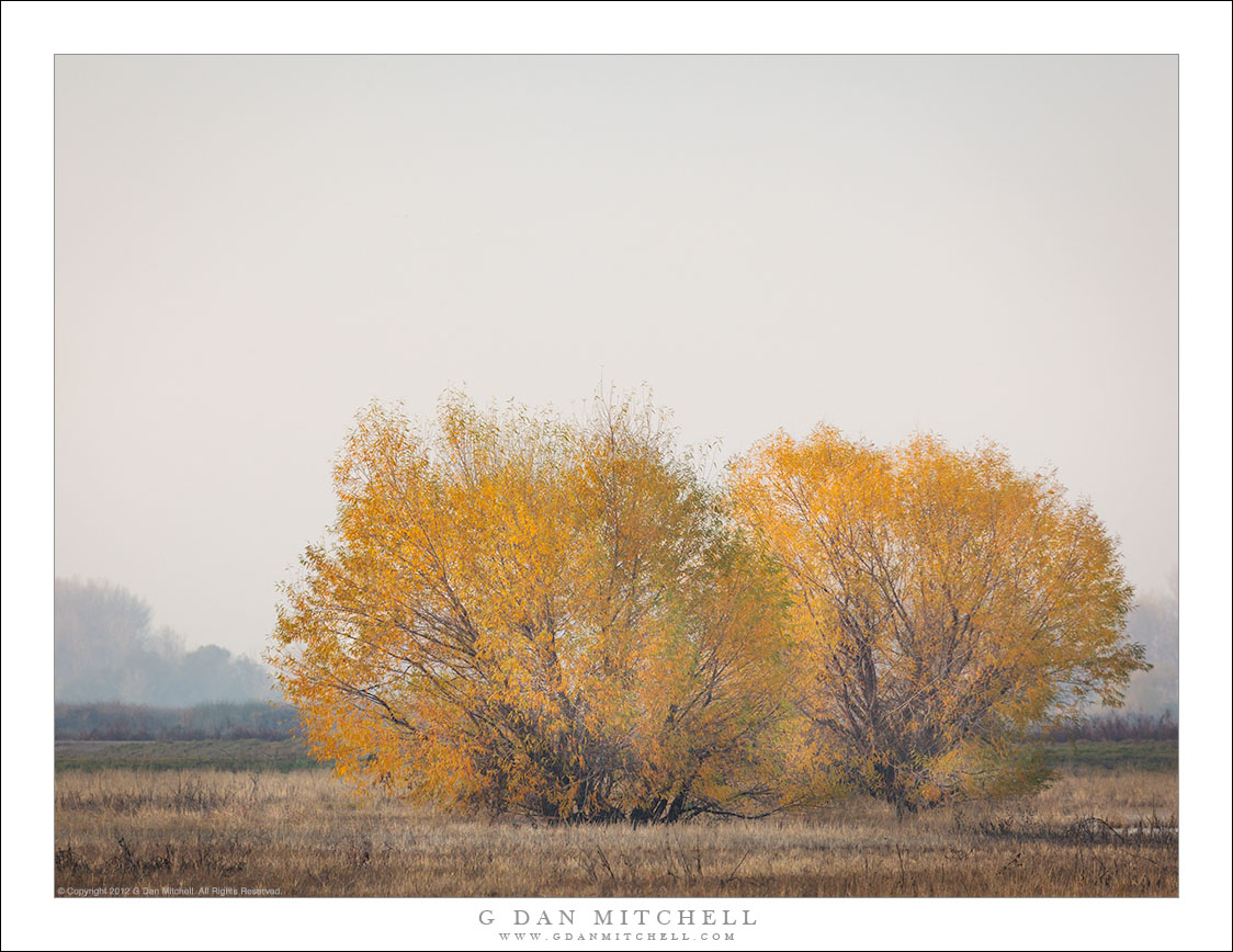 Autumn Wetlands