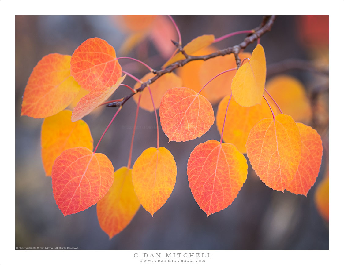 Aspen Branch and Leaves