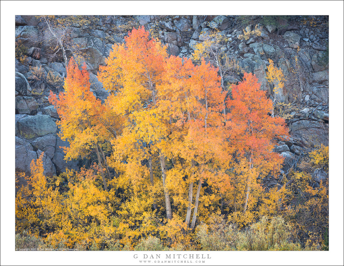 Aspen Copse, Autumn