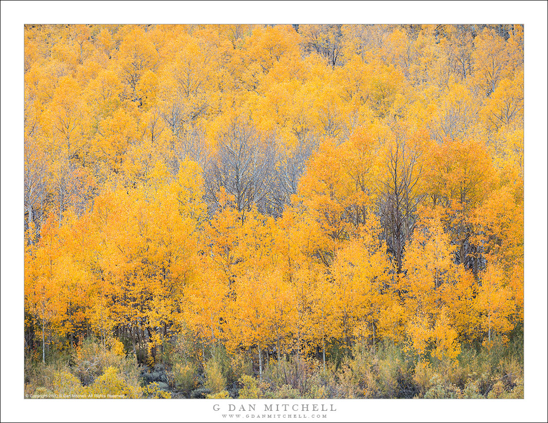 Golden Aspen Forest, Autumn