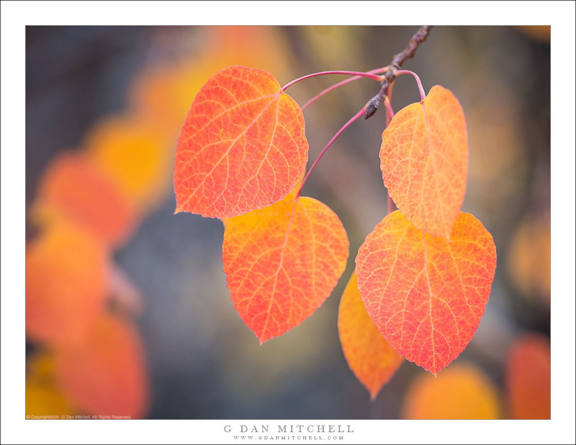 Aspen Leaves, Near and Far