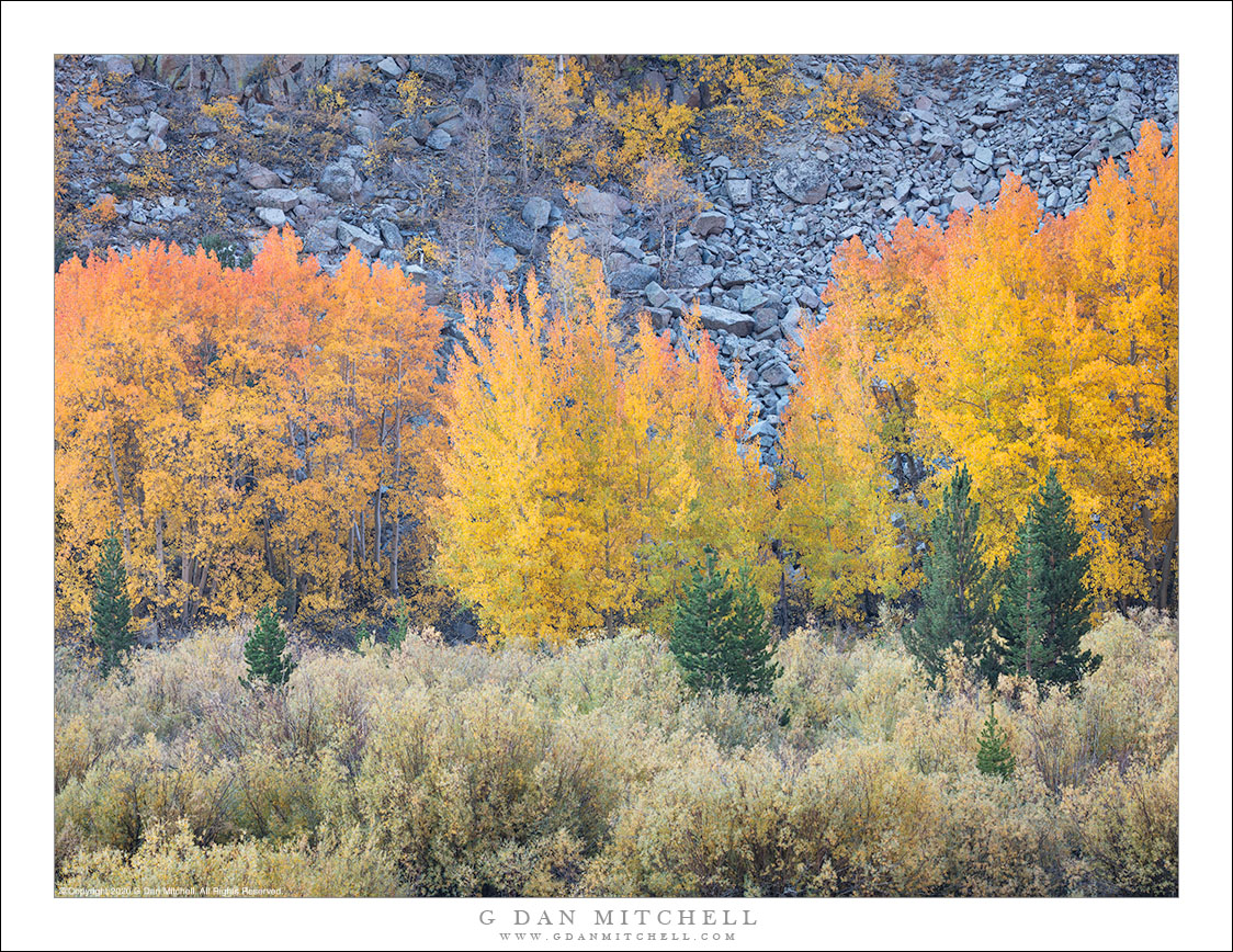 Autumn Aspens, Brush, and Talus