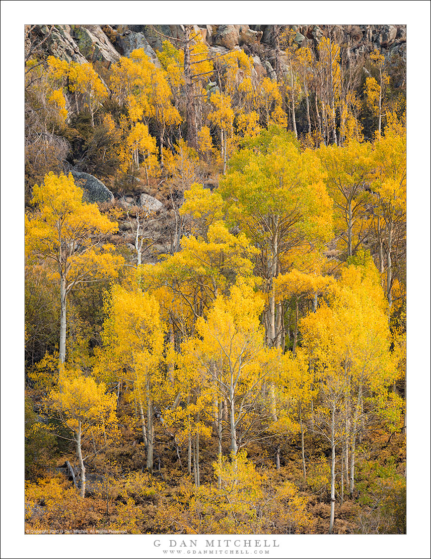 Autumn Aspens, Hillside Grove