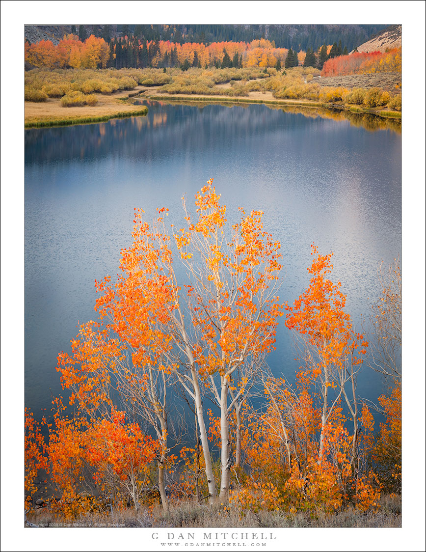 Shoreline Aspens, Autumn