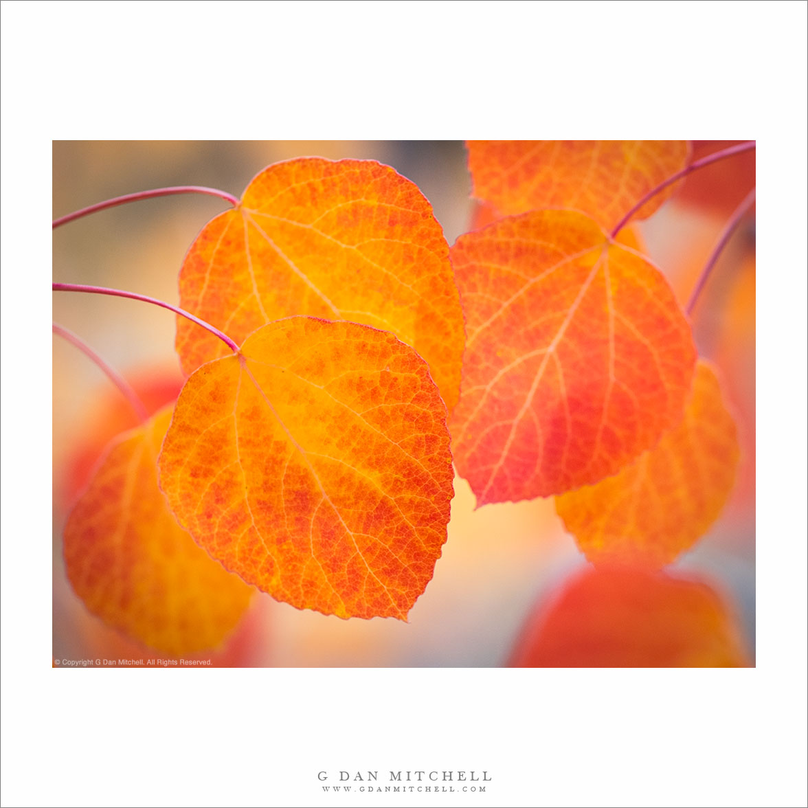 Red and Yellow Aspen Leaves