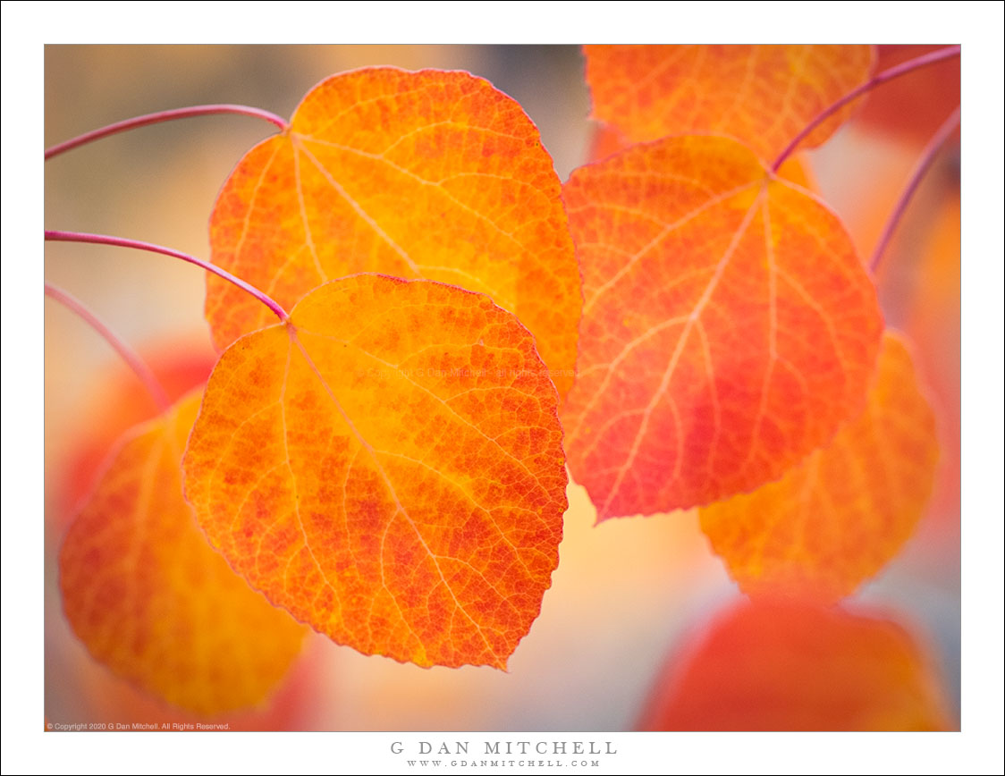 Red and Yellow Aspen Leaves