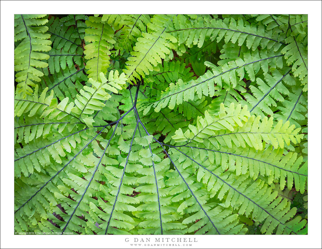 Fern Vortex