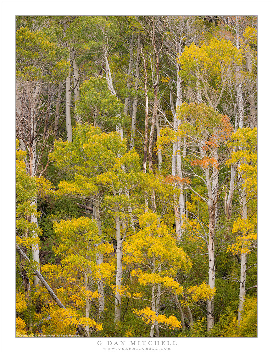 Tall Aspens, Autumn